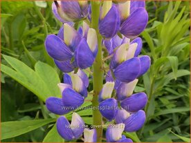 Lupinus 'The Governor' | Lupine | Lupine | Lupin