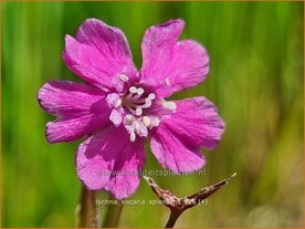 Lychnis viscaria 'Splendens' | Rode pekanjer, Pekanjer, Koekoeksbloem | Klebnelke | German Catchfly