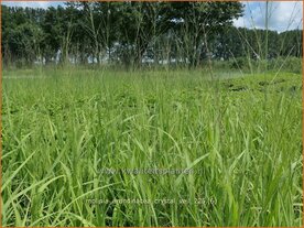 Molinia arundinacea 'Crystal Veil' | Pijpenstrootje | Hohes Pfeifengras | Tall Purple Moorgrass