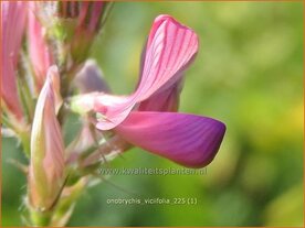 Onobrychis viciifolia | Esparcette | Futteresparsette | Esparcet