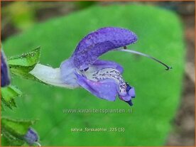 Salvia forskaohlei | Salie, Salvia | Salbei | Sage