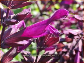 Salvia guaranitica 'Plum Crazy' | Braziliaanse salie, Salie, Salvia | Guarani-Salbei | Blue Anis Sage