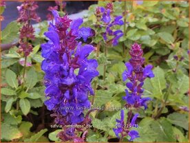 Salvia nemorosa 'Dark Blue Marvel' | Bossalie, Salie, Salvia | Steppensalbei | Woodland Sage