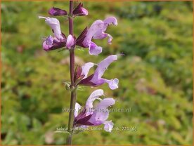 Salvia pratensis 'Ballerina Pink' | Veldsalie, Weidesalie, Salie, Salvia | Wiesen-Salbei | Meadow Sage