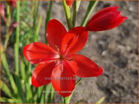 Schizostylis coccinea &amp;#39;Major&amp;#39;
