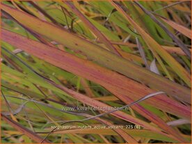 Sorghastrum nutans 'Active Volcano' | Goudbaardgras | Indianergras | Yellow Indian Grass