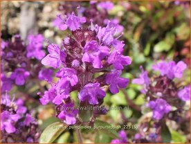 Thymus pulegioides 'Purpurteppich' | Grote tijm, Grote wilde tijm, Tijm | Feld-Thymian | Broad-Leaved Thyme