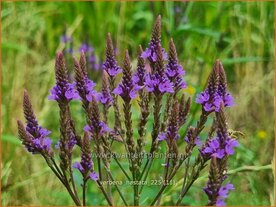 Verbena hastata | Blauwe verbena, IJzerhard | Spie&szlig;f&ouml;rmiges Eisenkraut | Blue Vervain