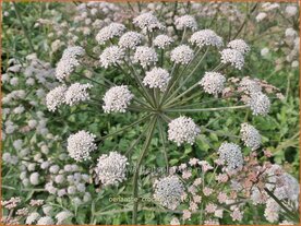 Oenanthe crocata | Dodemansvingers, Torkruid | Safranwasserfenchel | Hemlock Water-dropwort
