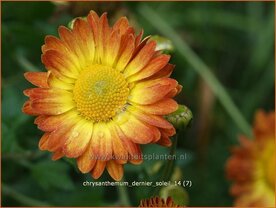Chrysanthemum &amp;#39;Dernier Soleil&amp;#39;