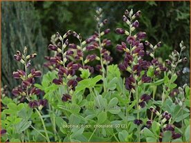 Baptisia 'Dutch Chocolate' | Valse indigo, Indigolupine
