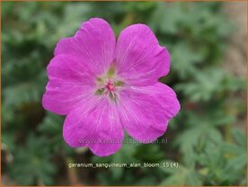 Geranium sanguineum 'Alan Bloom' | Bloedooievaarsbek, Ooievaarsbek, Tuingeranium