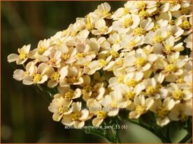 Achillea &#039;Hannelore Pahl&#039; | Duizendblad | Garbe