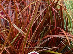 Uncinia rubra 'Everflame' | Mahoniegras, Vuurspuwer, Rode zegge | Mahagonigras | Red New Zealand Hook Sedge