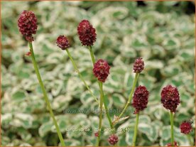 Sanguisorba 'Little Angel' | Pimpernel, Sorbenkruid