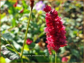 Persicaria amplexicaulis 'Red Baron' | Adderwortel, Duizendknoop | Kerzenkn&ouml;terich