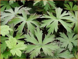 Geranium pratense 'Marshmallow' | Beemdooievaarsbek, Ooievaarsbek, Tuingeranium