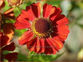 Helenium 'Hot Lava' | Zonnekruid