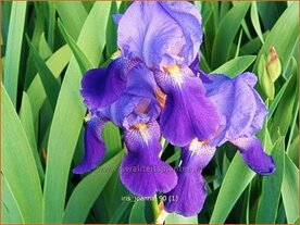 Iris 'Joanna' | Baardiris, Iris, Lis