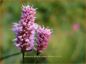Persicaria bistorta subsp. carnea | Duizendknoop, Adderwortel