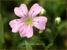 Gypsophila repens 'Rosea' | Gipskruid, Kruipende gipskruid