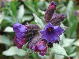 Pulmonaria longifolia 'Diana Clare' | Longkruid