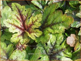 Tiarella 'Candy Striper' | Schuimbloem, Perzische muts