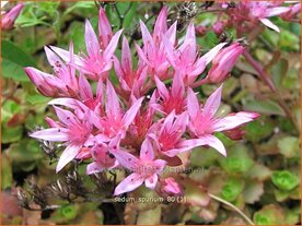 Sedum spurium | Hemelsleutel, Vetkruid