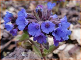 Pulmonaria angustifolia 'Blaues Meer' | Longkruid