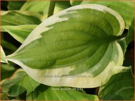 vHosta 'Pilgrim' | Hartlelie, Funkia