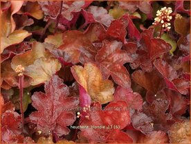 Heuchera 'Blondie' | Purperklokje