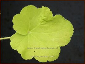 Heuchera &amp;#39;Citronelle&amp;#39; | Purperklokje | Purpurgl&ouml;ckchen