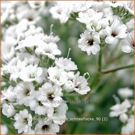 Gypsophila paniculata 'Schneeflocke' | Gipskruid, Pluimgipskruid