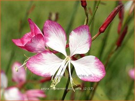 Gaura lindheimeri 'Rosy Jane' | Prachtkaars