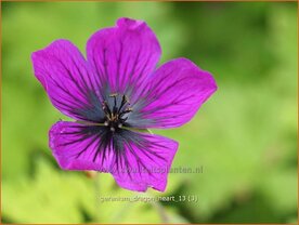 Geranium 'Dragon Heart' | Ooievaarsbek