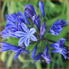 Agapanthus 'Tornado' | Kaapse lelie, Afrikaanse lelie, Liefdesbloem