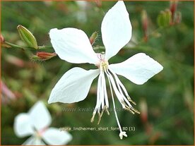 Gaura lindheimeri 'Short Form' | Prachtkaars