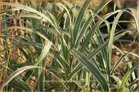 Miscanthus sinensis 'Cosmopolitan' | Chinees prachtriet, Chinees riet, Japans sierriet, Sierriet | Chinaschilf | Eula
