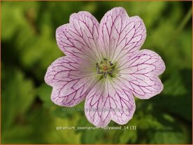 Geranium oxonianum 'Hollywood' | Ooievaarsbek