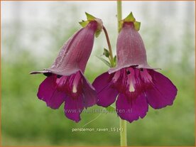 Penstemon 'Raven' | Slangenkop, Schildpadbloem