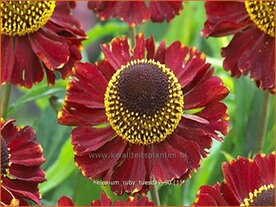 Helenium 'Ruby Tuesday' | Zonnekruid