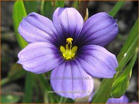 Sisyrinchium 'Sapphire' | Bieslelie
