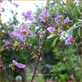 Thalictrum delavayi 'Ankum' | Ruit, Chinese ruit