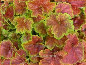 Heuchera 'Miracle' | Purperklokje