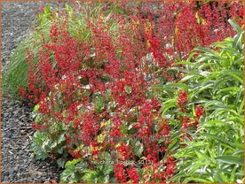 Heuchera 'Lipstick' | Purperklokje