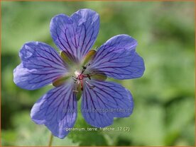 Geranium 'Terre Franche' | Ooievaarsbek, Tuingeranium | Storchschnabel