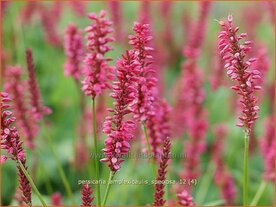 Persicaria amplexicaulis 'Speciosa' | Duizendknoop, Adderwortel