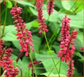 Persicaria amplexicaulis 'Firedance' | Duizendknoop, Adderwortel