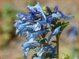 Corydalis elata 'Spinners' | Helmbloem | Hoher Lerchensporn