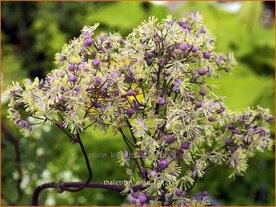 Thalictrum 'Anne' | Ruit